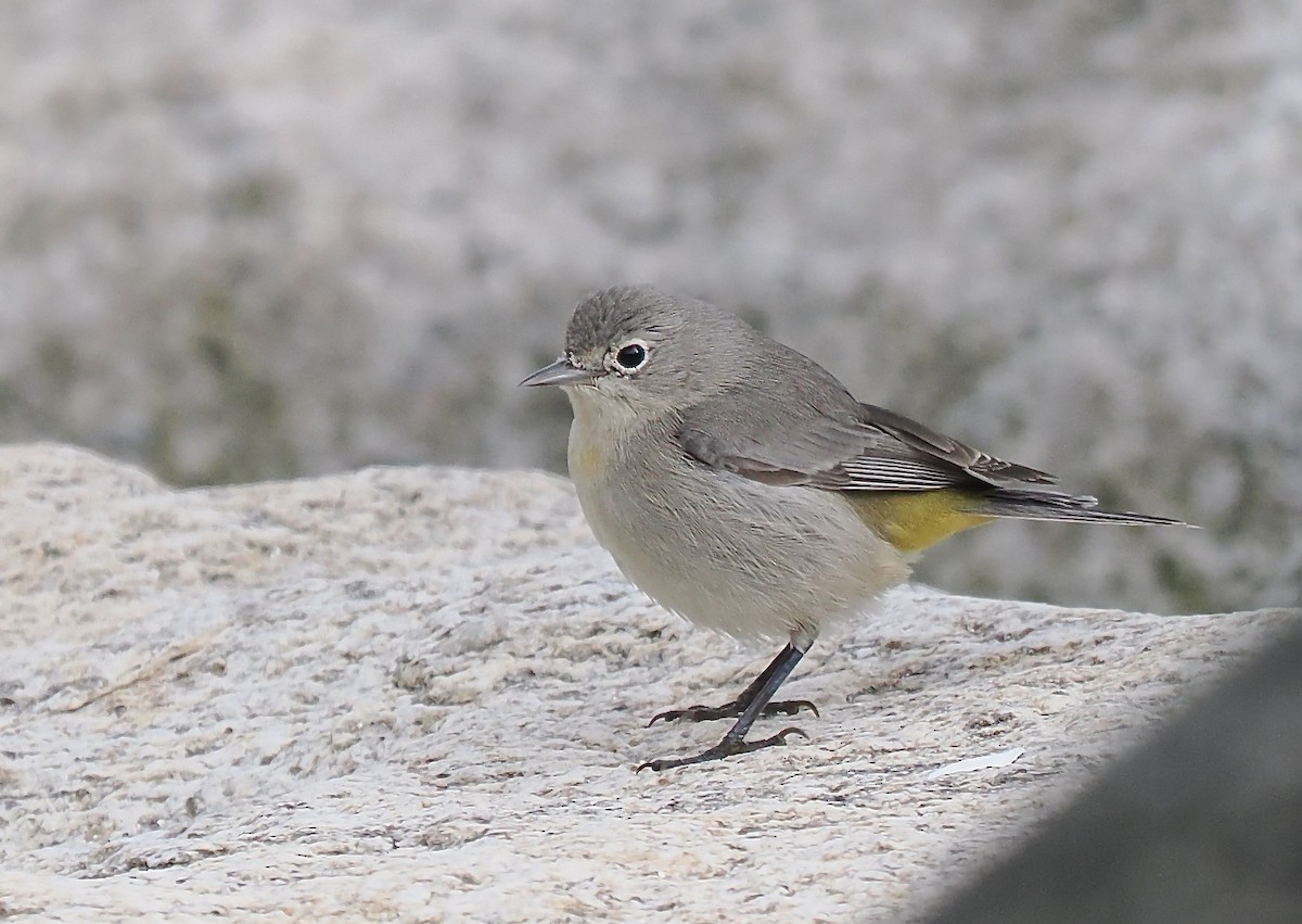 Virginia's Warbler - ML612089840