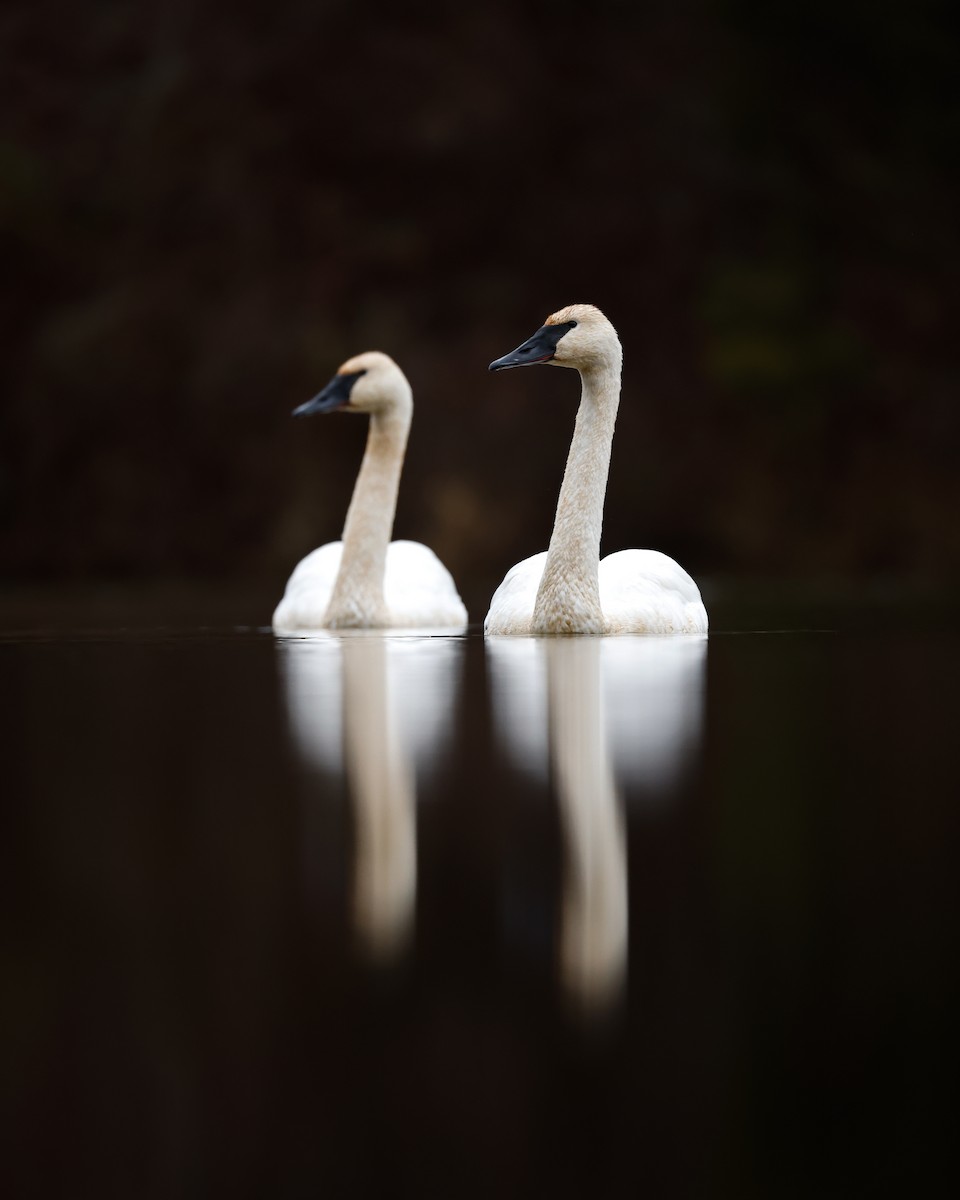 Trumpeter Swan - ML612089868