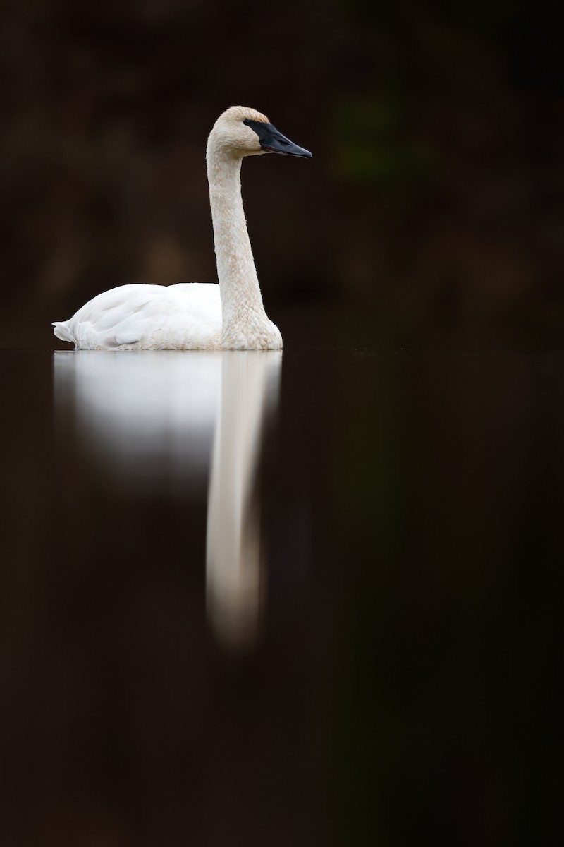 Trumpeter Swan - ML612089874