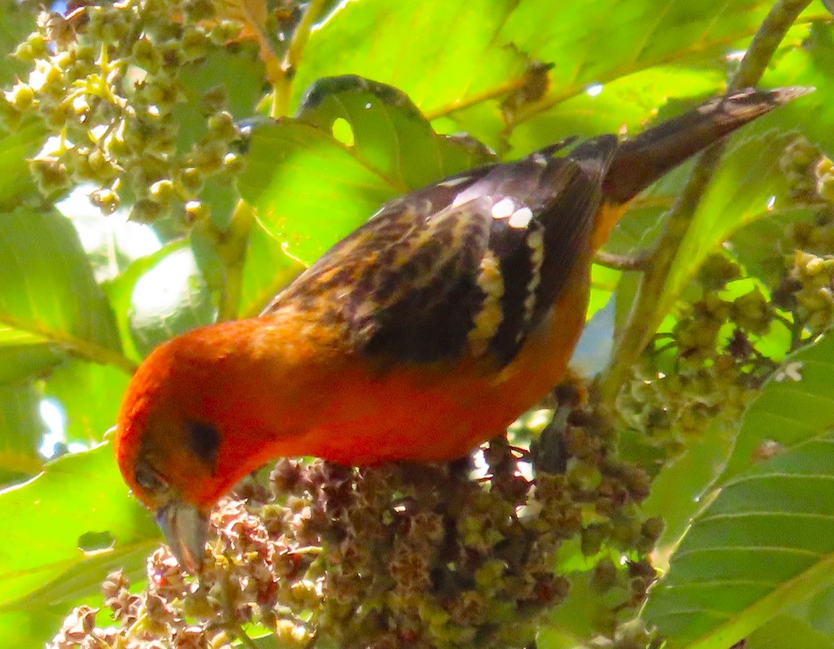 Flame-colored Tanager - ML612089912