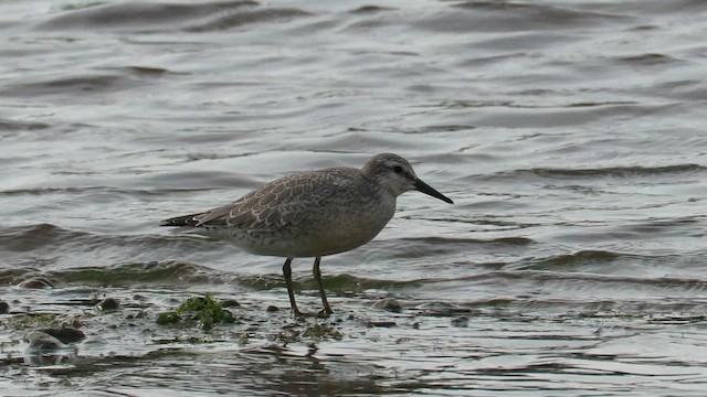 Red Knot - ML612090027
