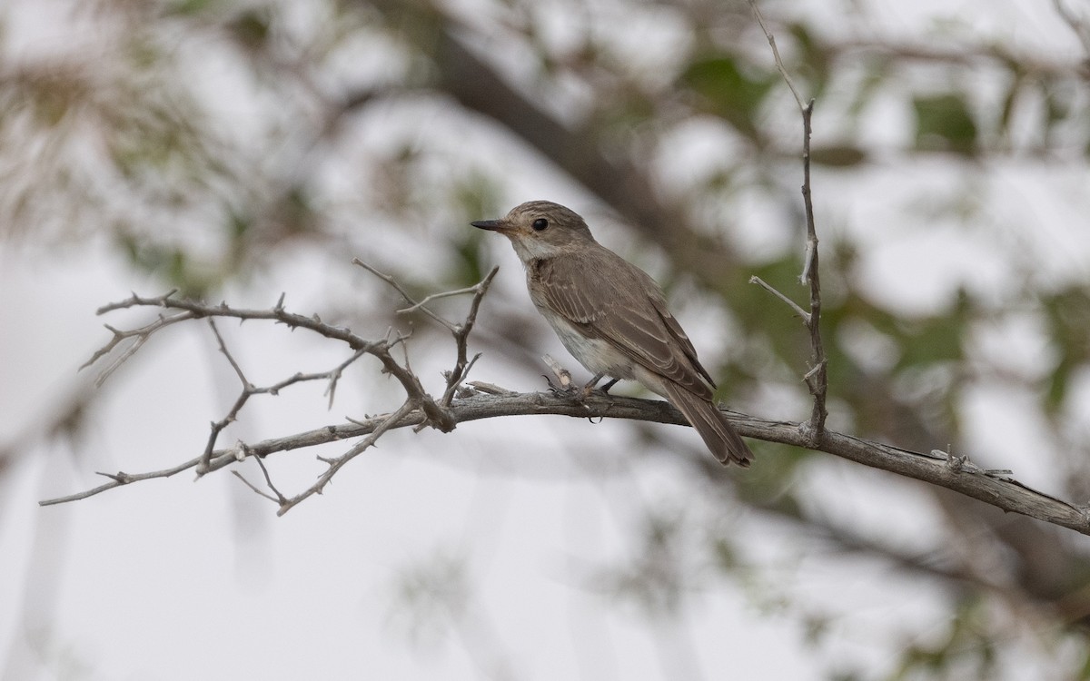 Spotted Flycatcher - ML612090054