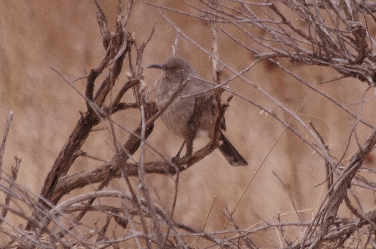 Curve-billed Thrasher - robert beauchamp