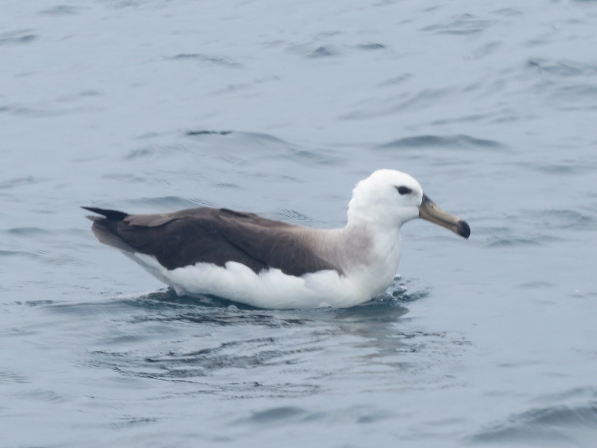 Black-browed Albatross - ML612090071