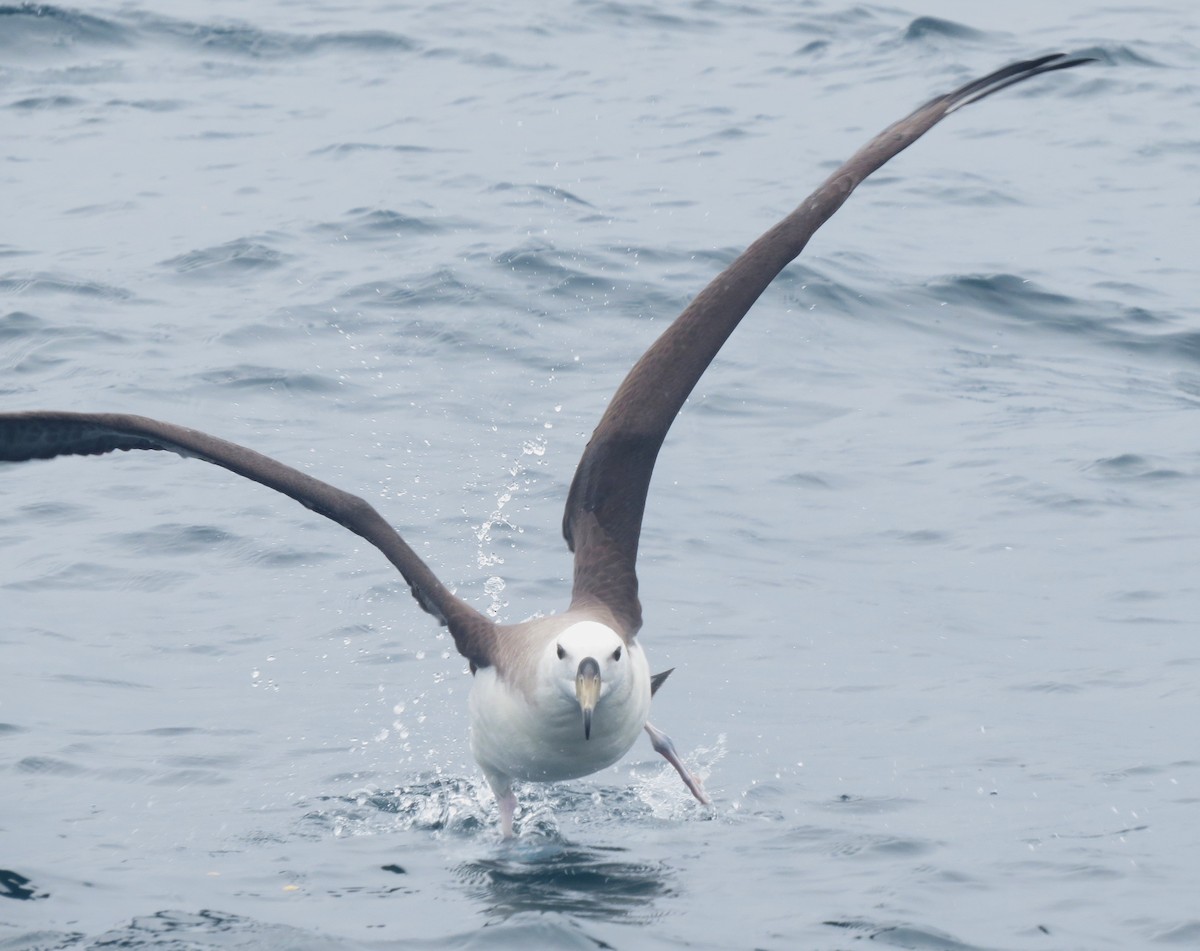 Black-browed Albatross - ML612090072