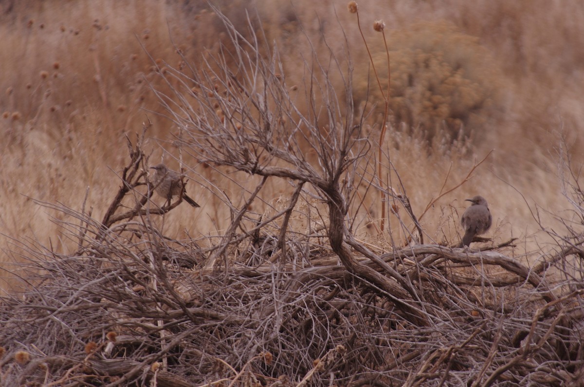 Curve-billed Thrasher - robert beauchamp