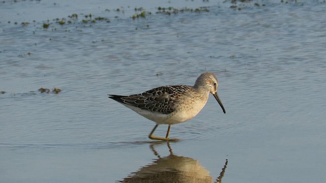 Stilt Sandpiper - ML612090093