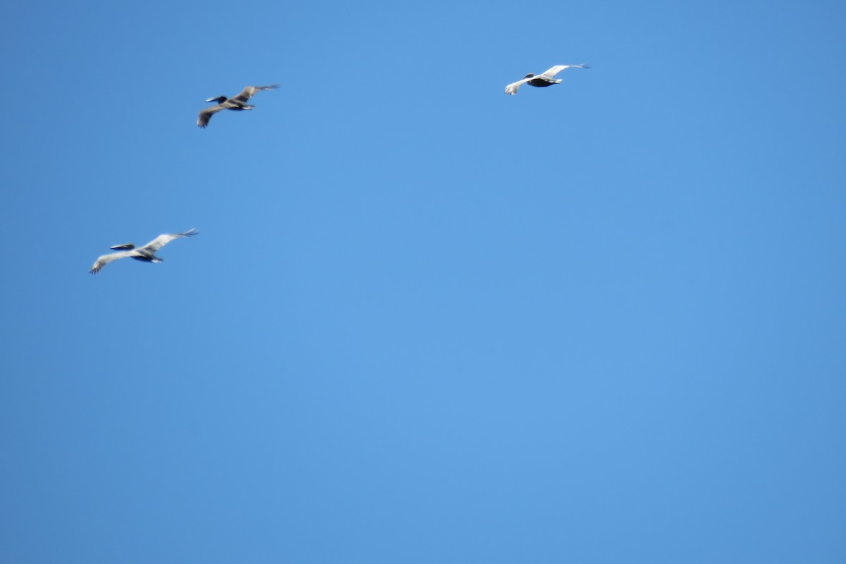 Brown Pelican - ML612090165