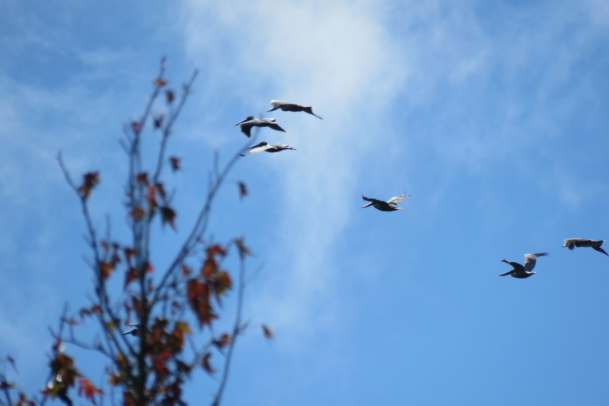 Brown Pelican - ML612090166