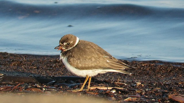 Semipalmated Plover - ML612090223