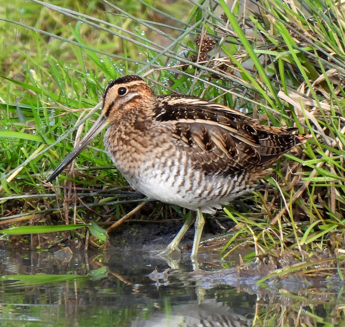 Wilson's Snipe - ML612090231