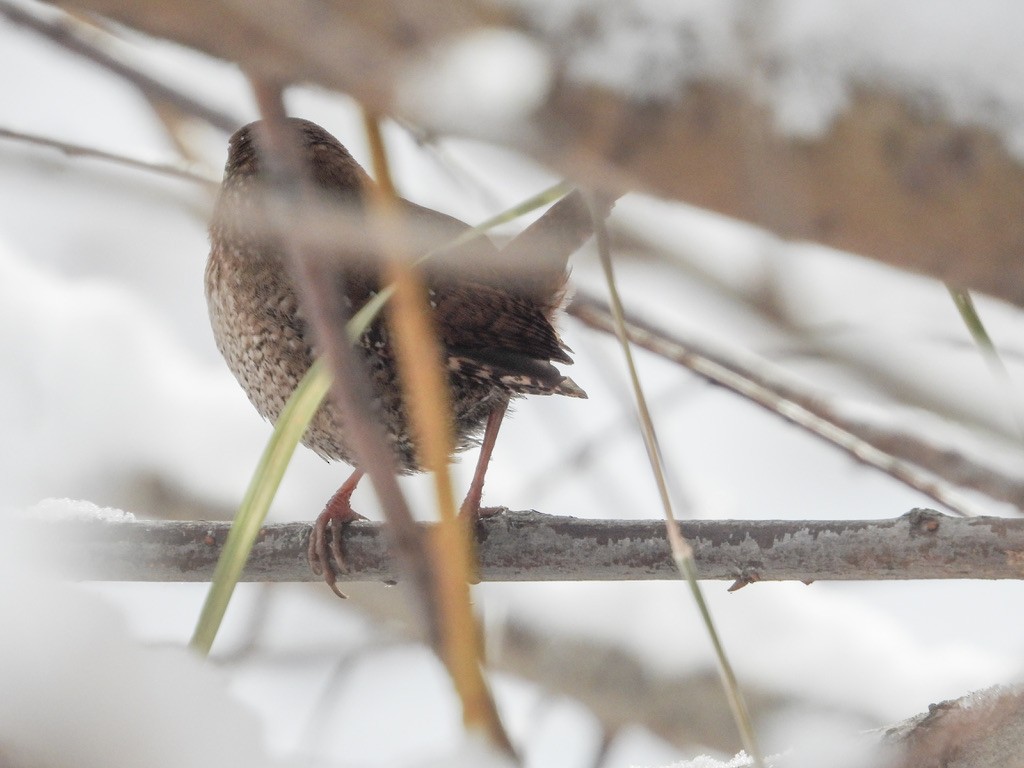 Winter Wren - Lori Pivonka