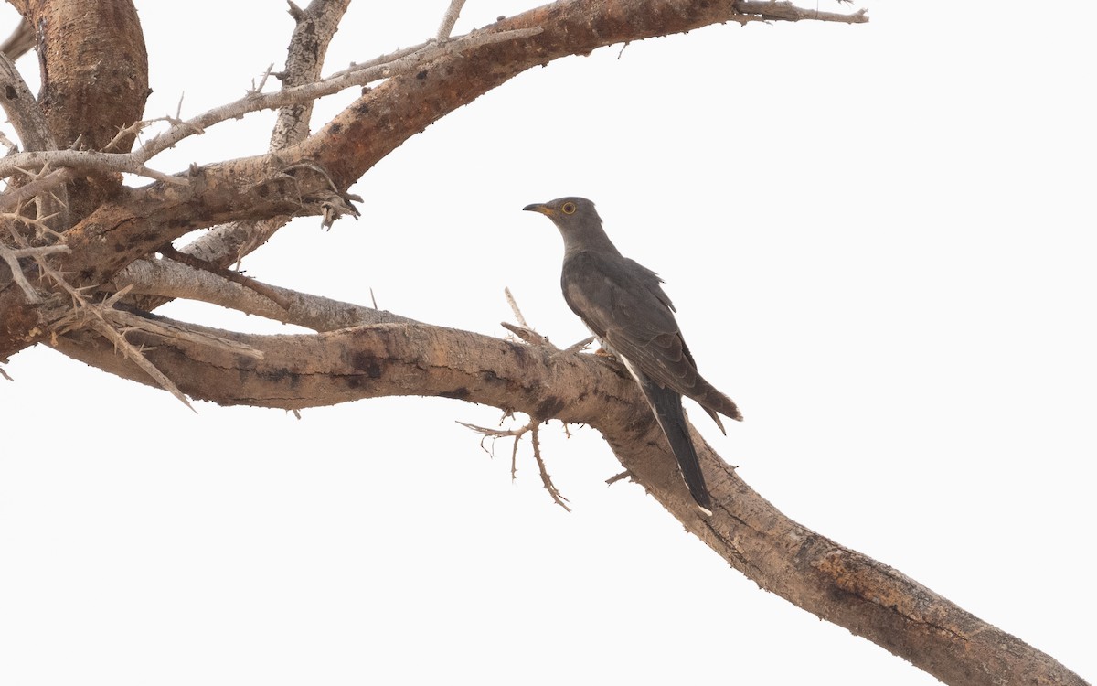 Common Cuckoo - ML612090384