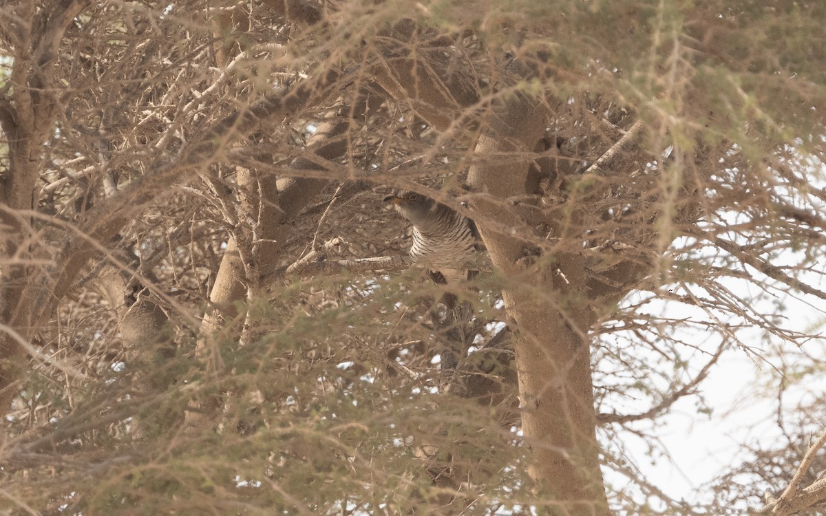 Common Cuckoo - ML612090385