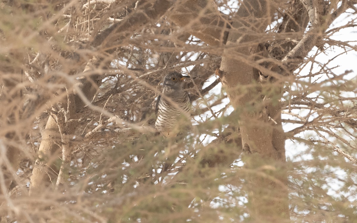 Common Cuckoo - ML612090386