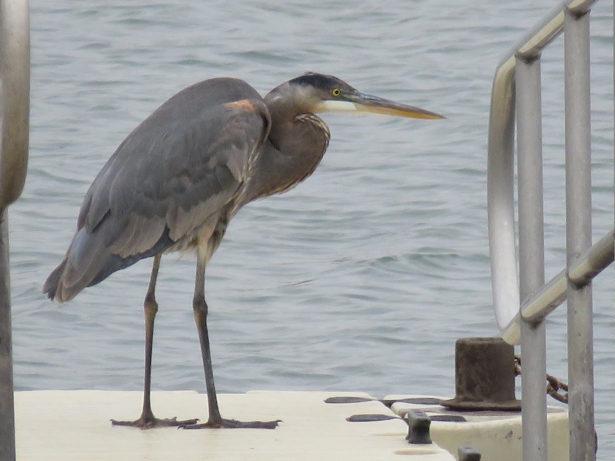 Great Blue Heron - ML612090544