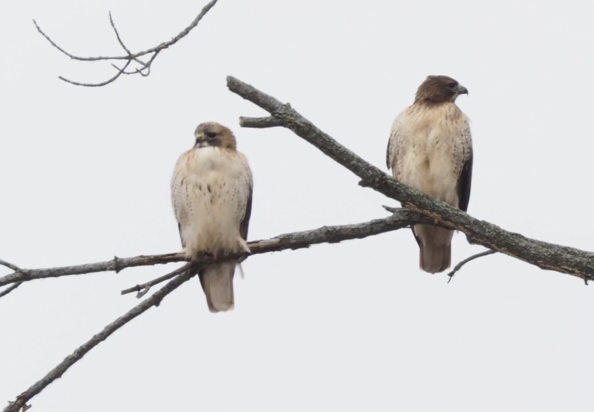 Red-tailed Hawk - ML612090588