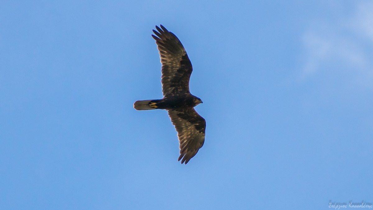 Western Marsh Harrier - ML612090663