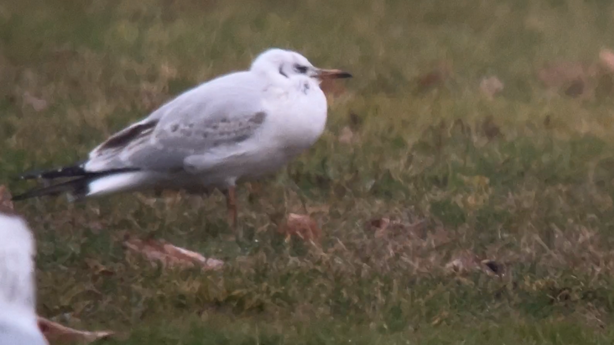 Black-headed Gull - ML612090857