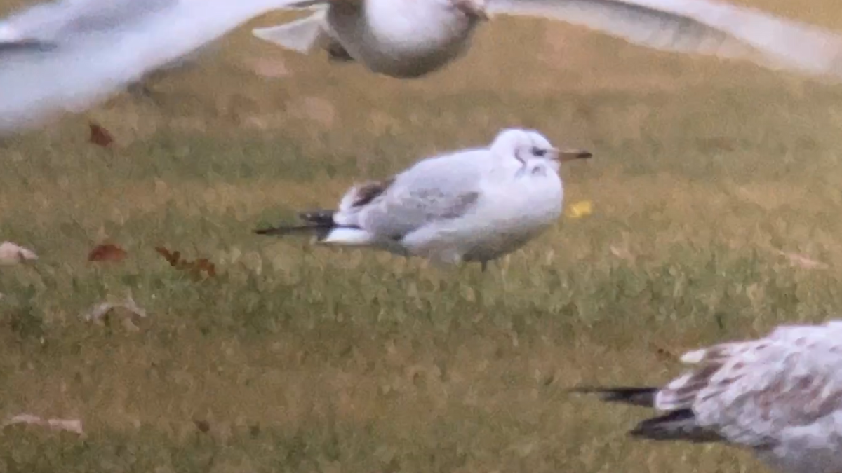 Black-headed Gull - ML612090858