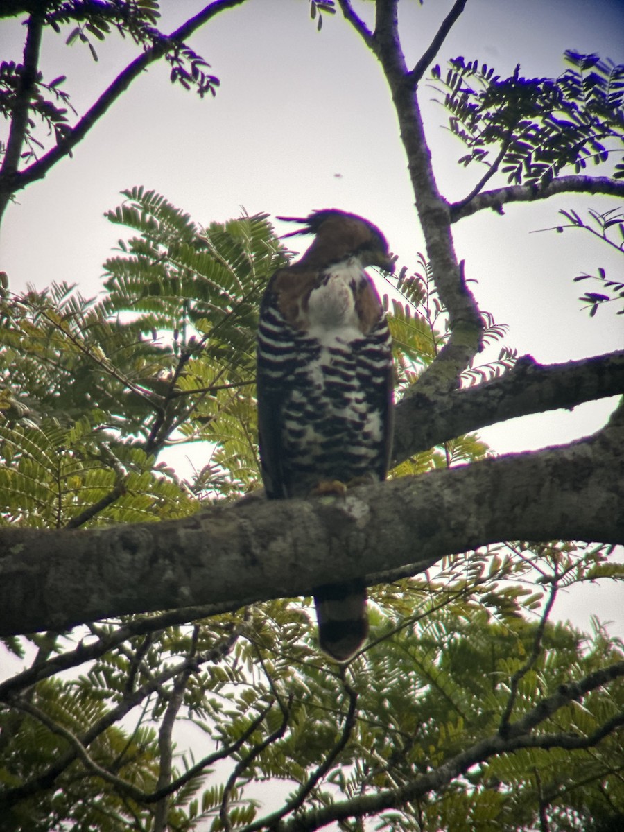 Águila Galana - ML612090867