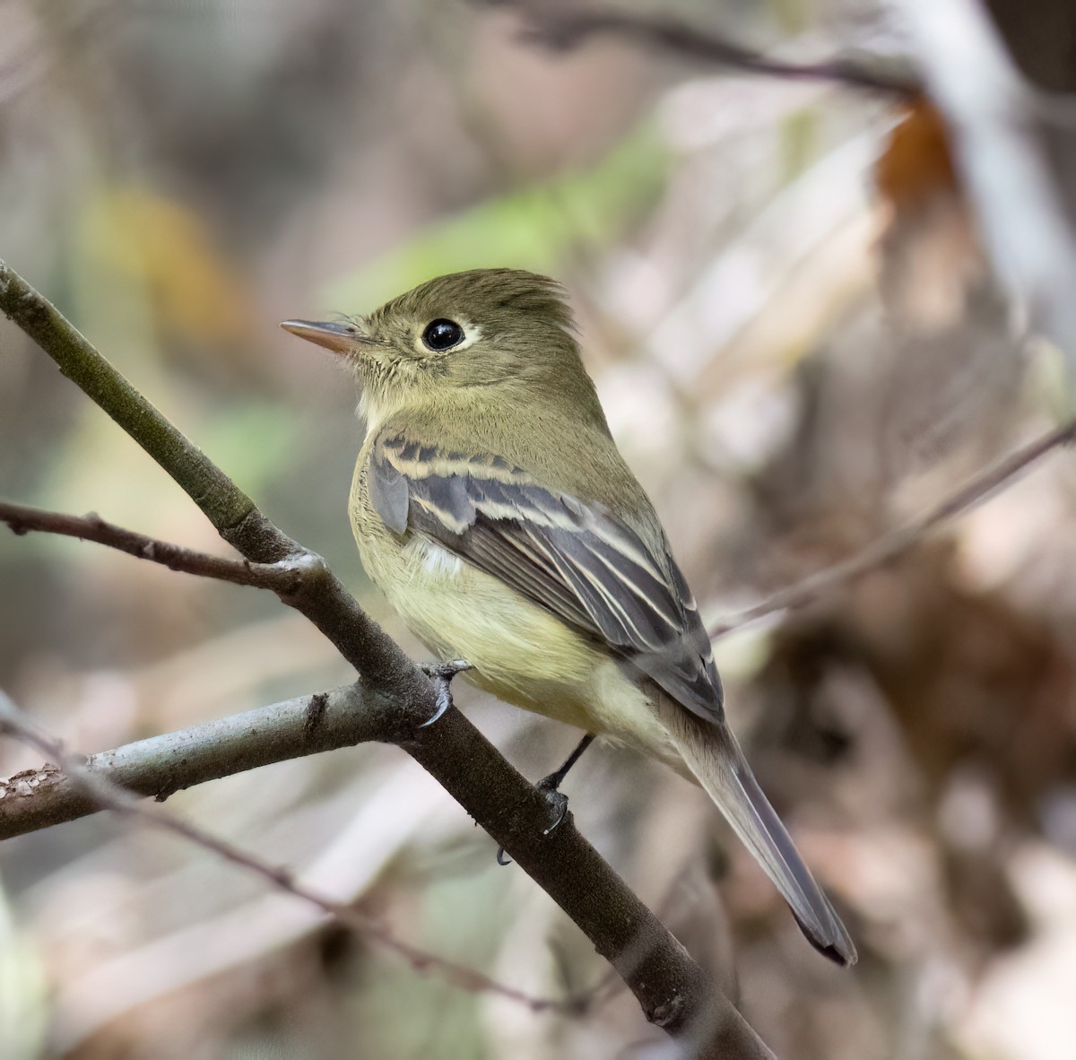 Western Flycatcher - ML612090893