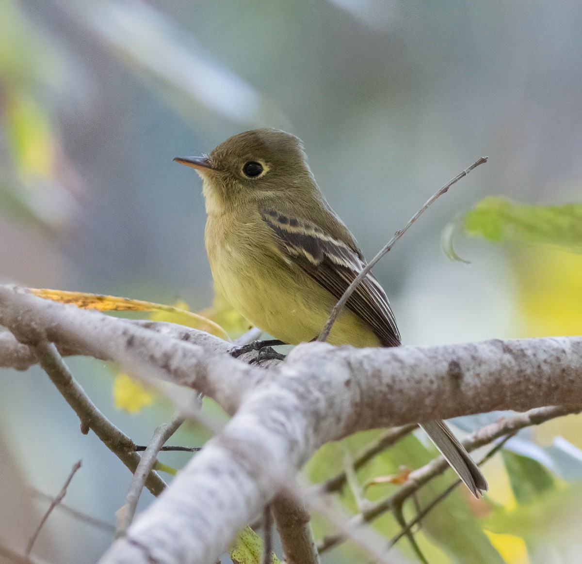Western Flycatcher - ML612090894