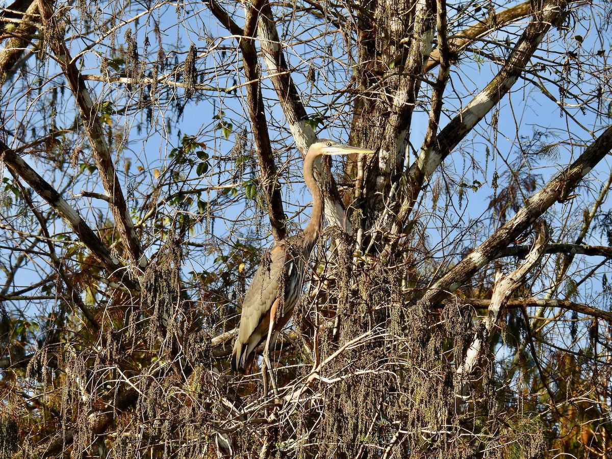 Great Blue Heron - ML612090900