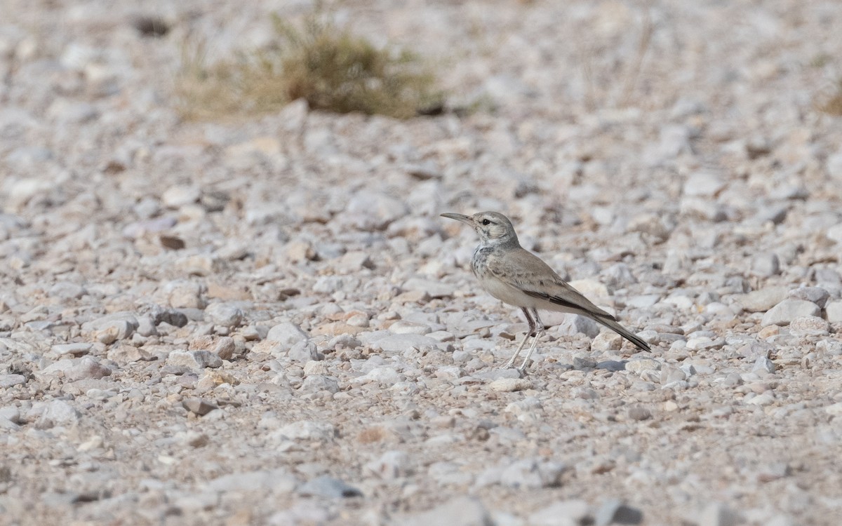 Greater Hoopoe-Lark - ML612090957