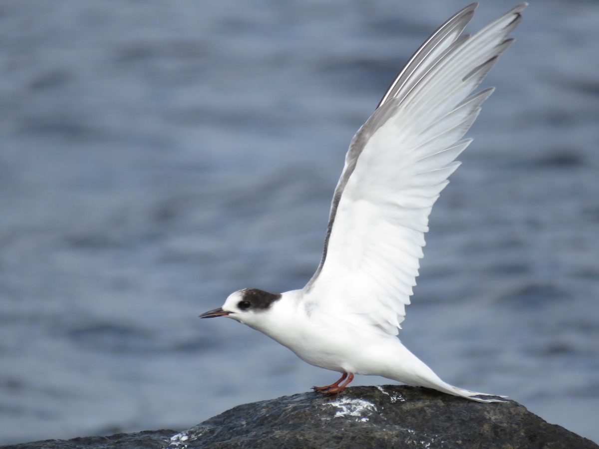 Arctic Tern - ML612090975