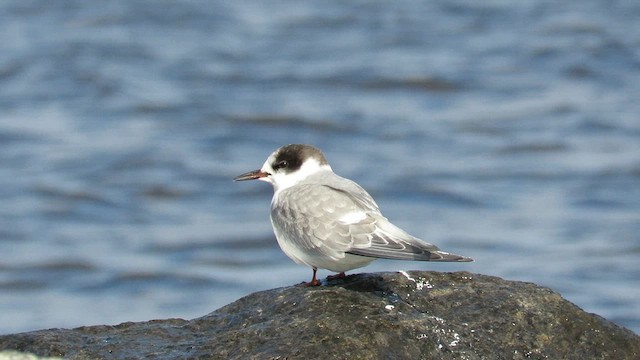 Arctic Tern - ML612091022