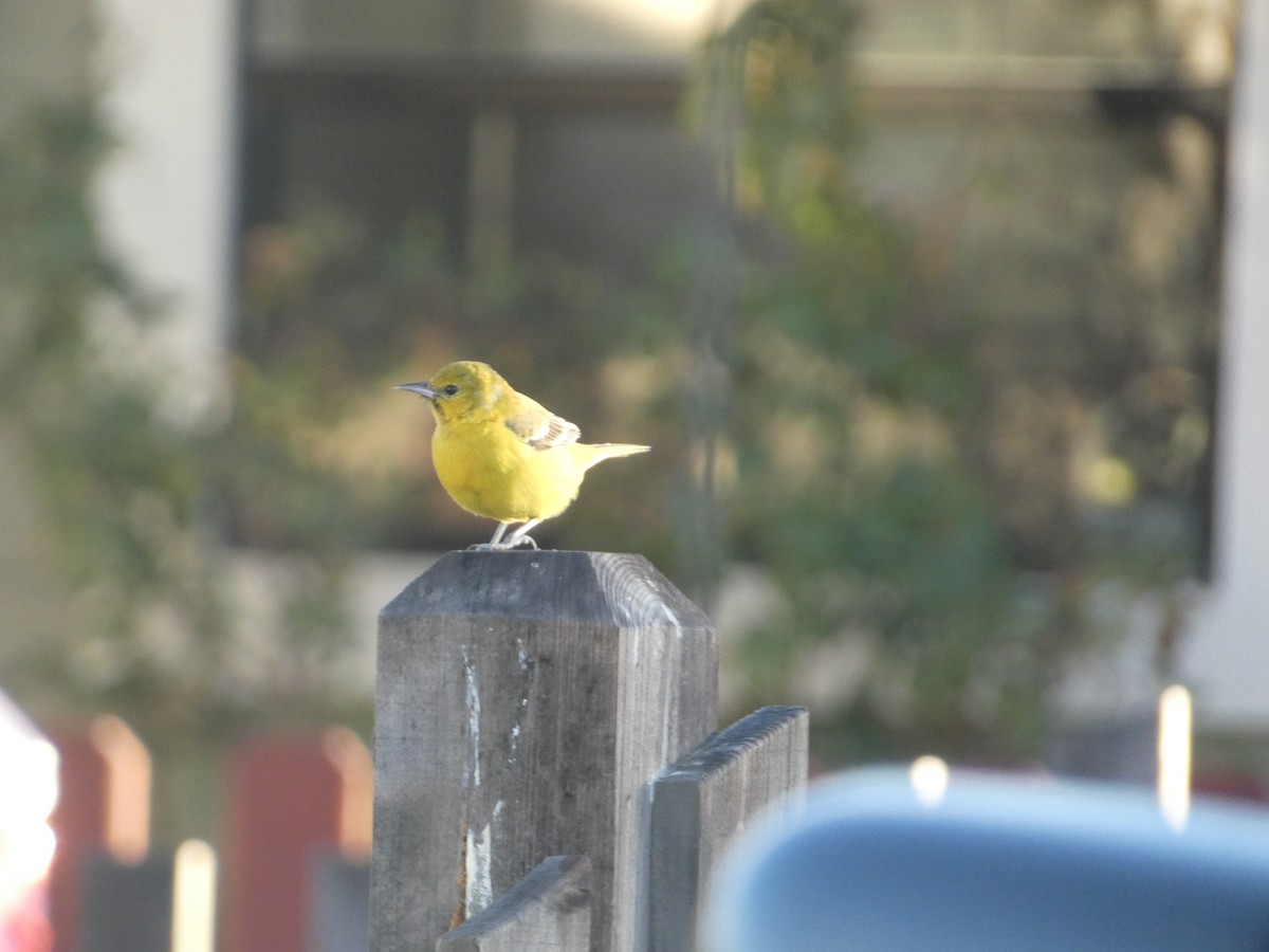 Oriole des vergers - ML612091032