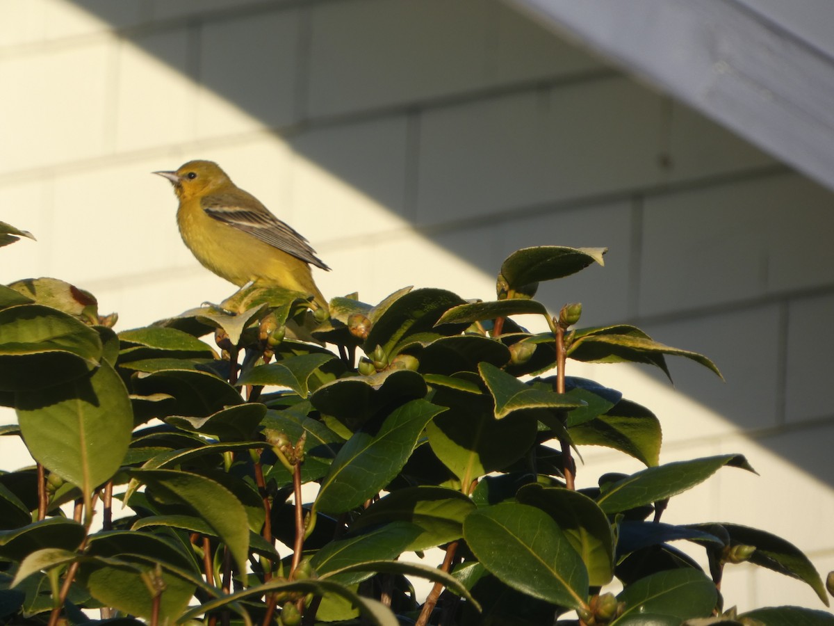 Orchard Oriole - Marty Freeland