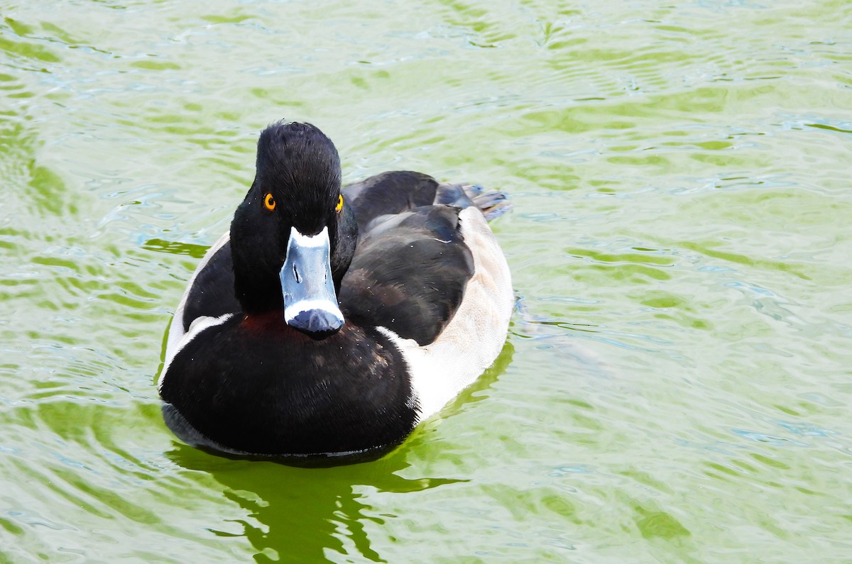 Ring-necked Duck - ML612091072