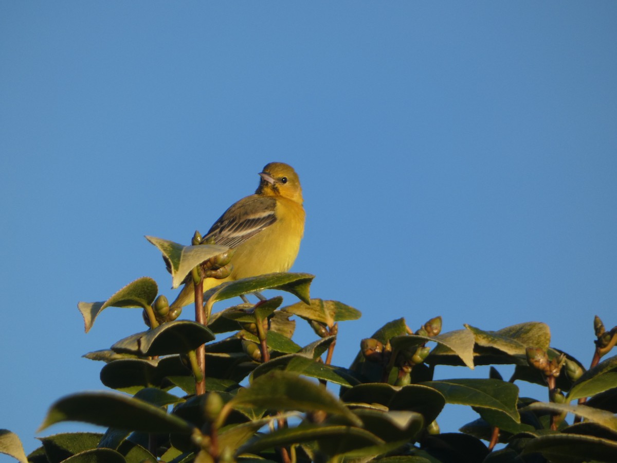 Oriole des vergers - ML612091079