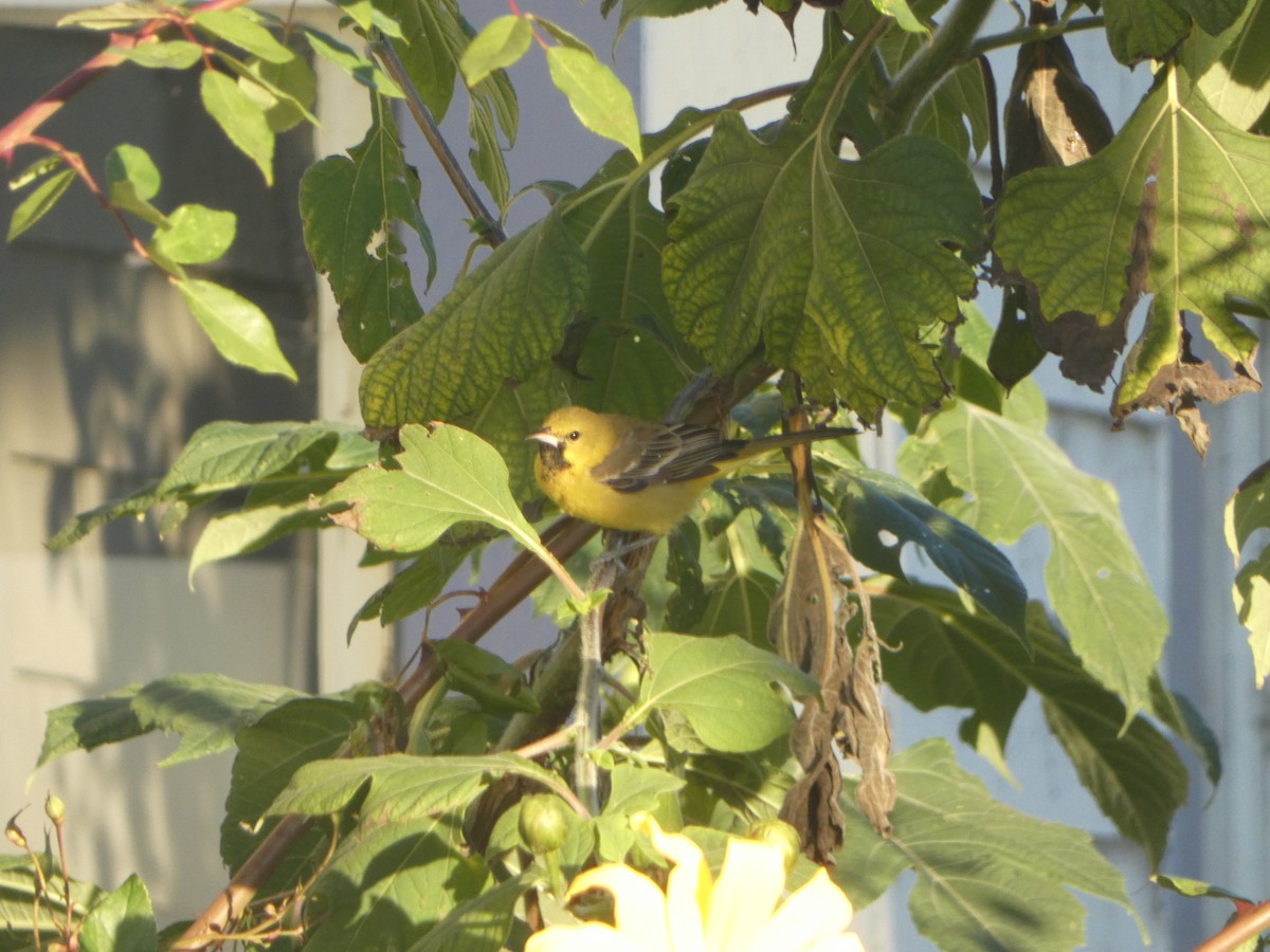 Orchard Oriole - Marty Freeland