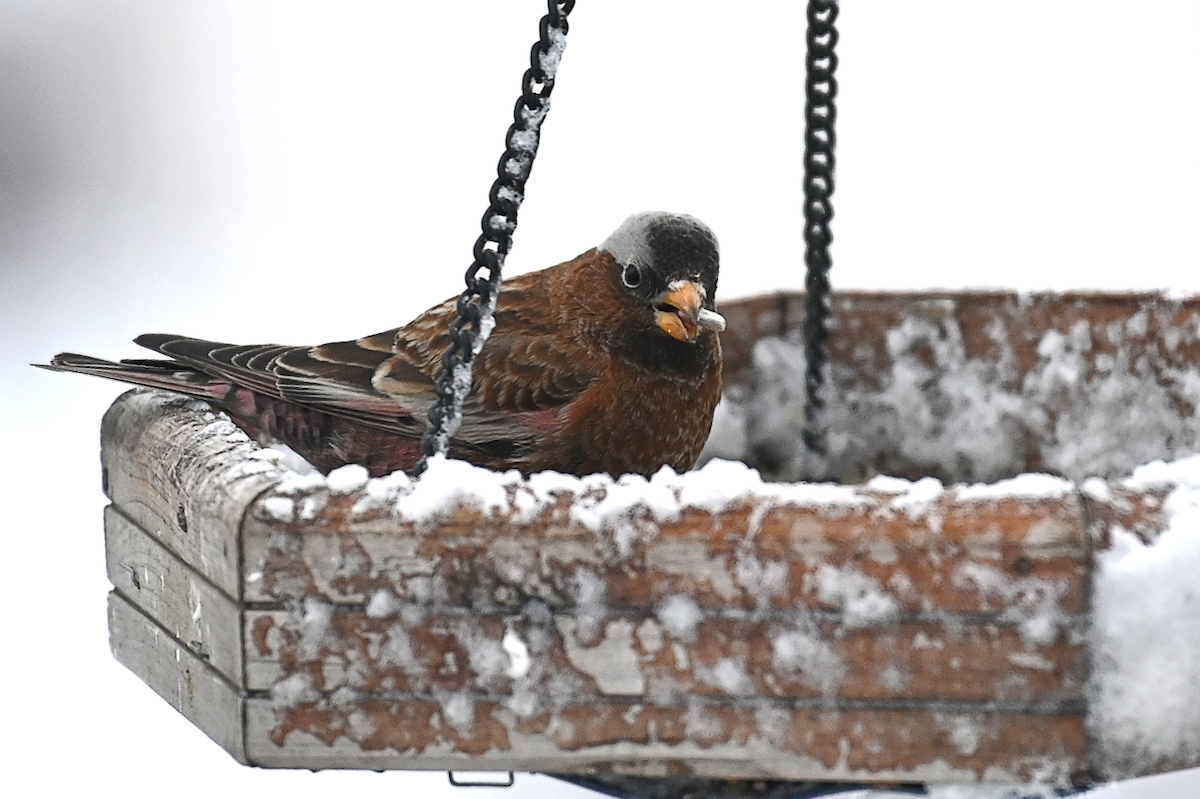 Gray-crowned Rosy-Finch - ML612091111