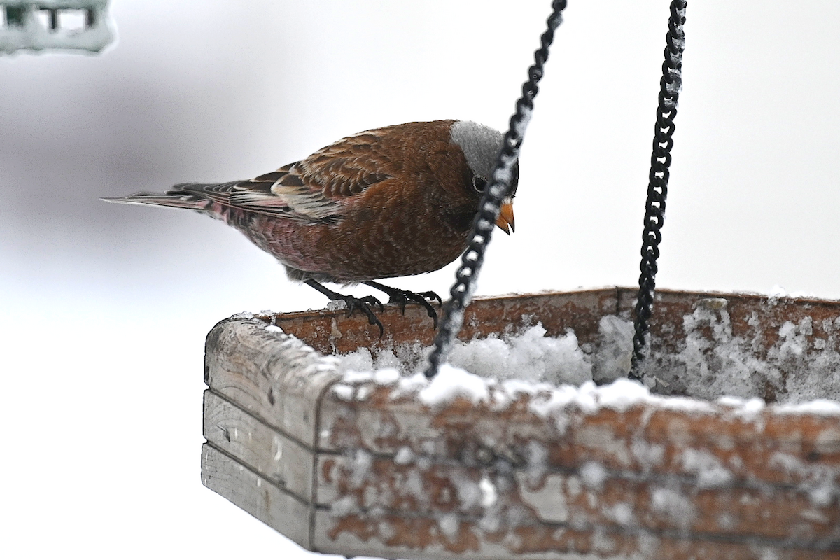 Gray-crowned Rosy-Finch - ML612091112