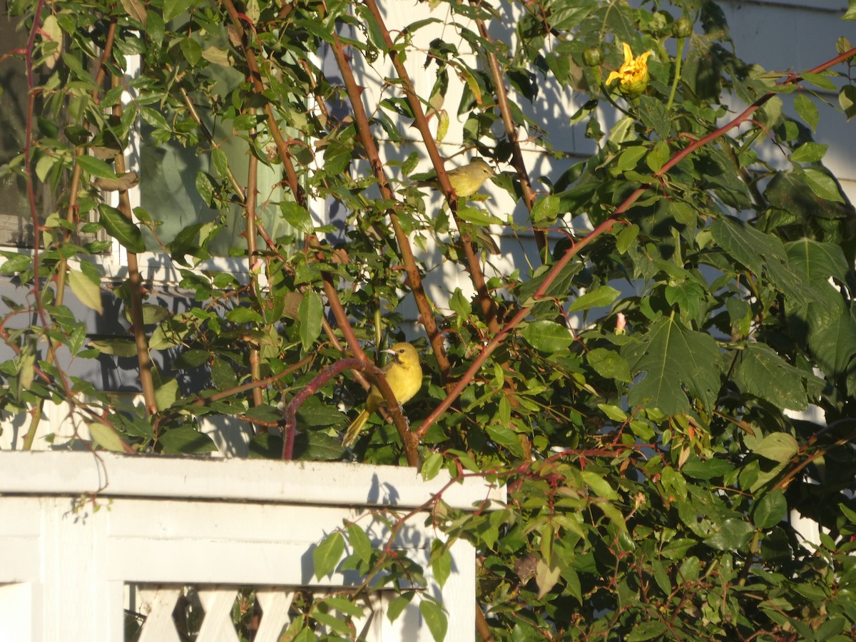 Orchard Oriole - Marty Freeland