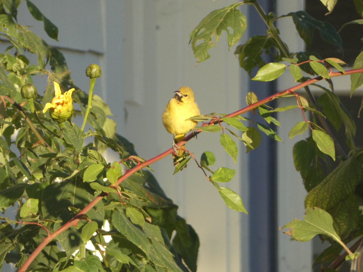 Orchard Oriole - Marty Freeland