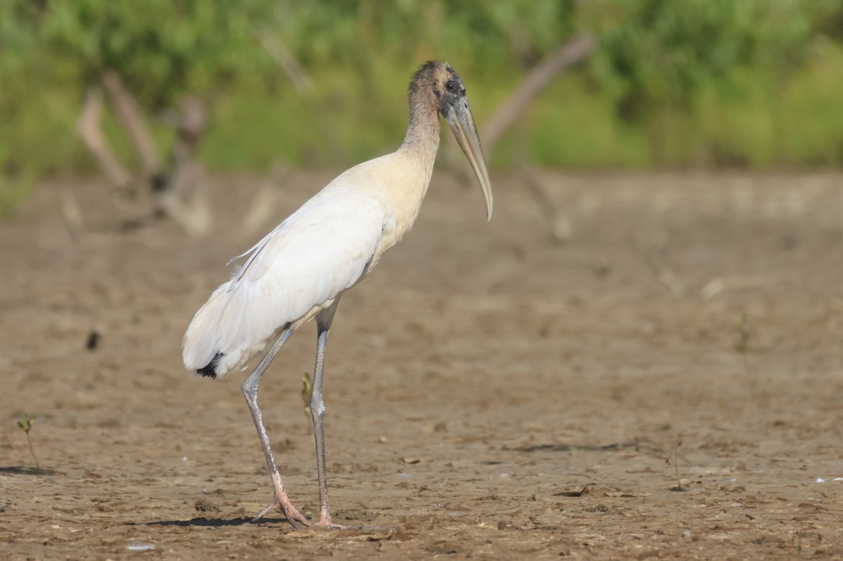 Wood Stork - ML612091147