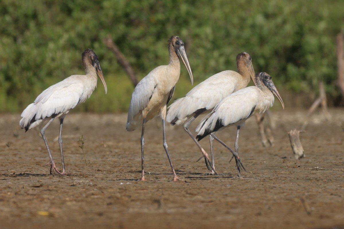 Wood Stork - ML612091152