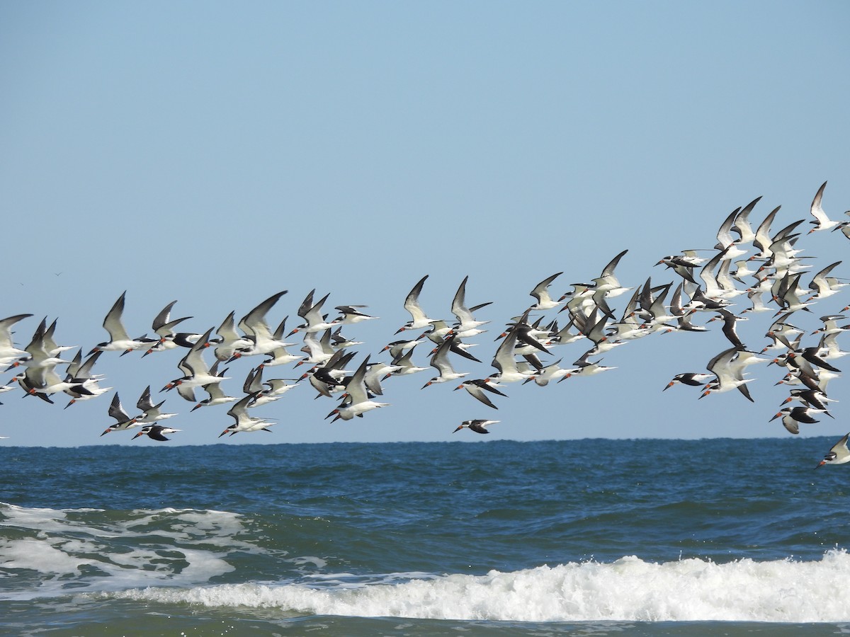 Black Skimmer - Lesley Royce