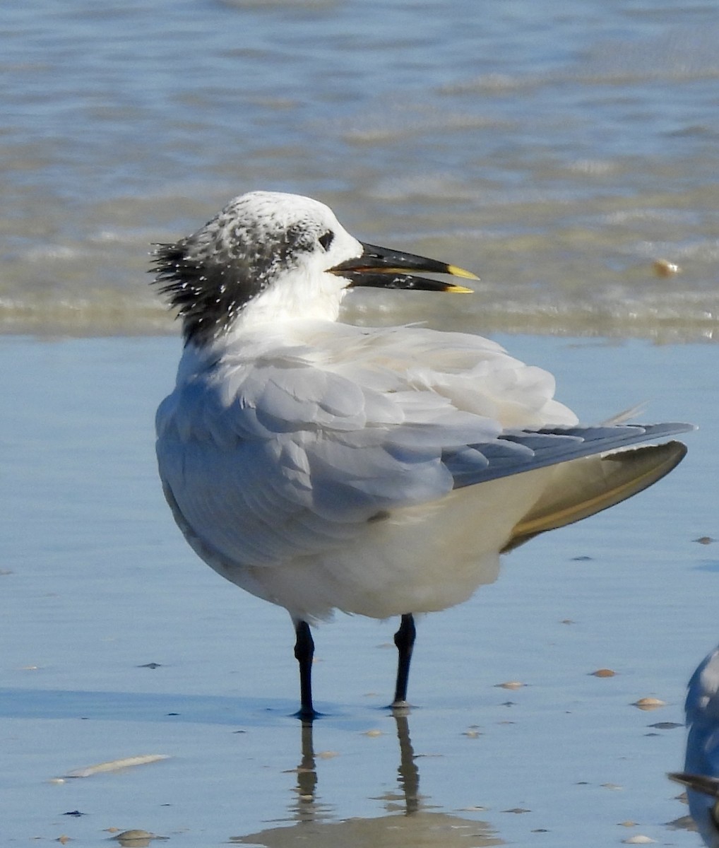 Sandwich Tern - ML612091189