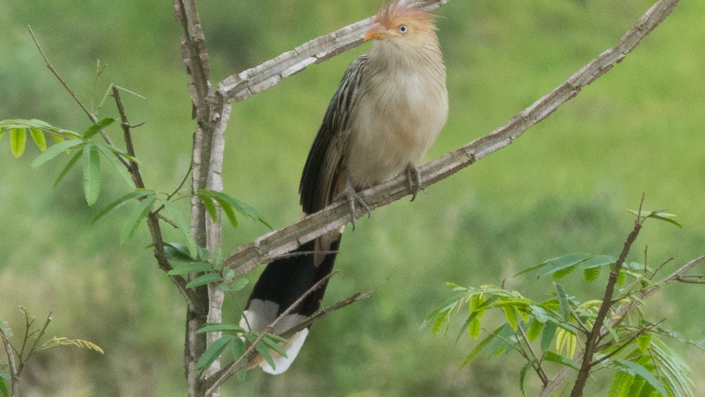 Guira Cuckoo - ML612091196