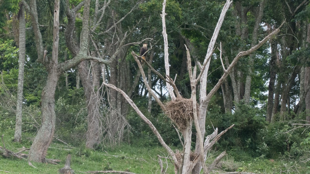 Crested Caracara - ML612091245