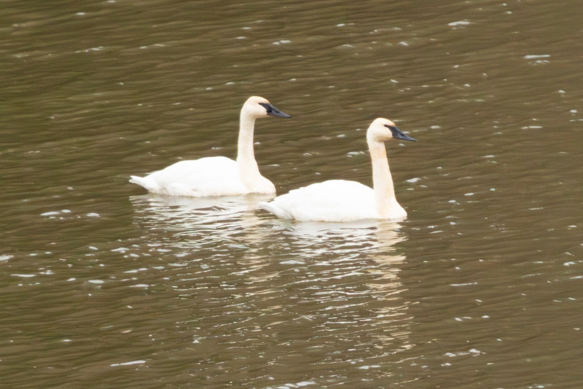 Trumpeter Swan - Jason  White