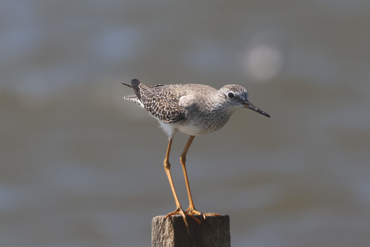 Lesser Yellowlegs - ML612091368