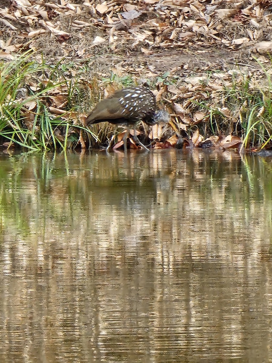 Limpkin - ML612091424