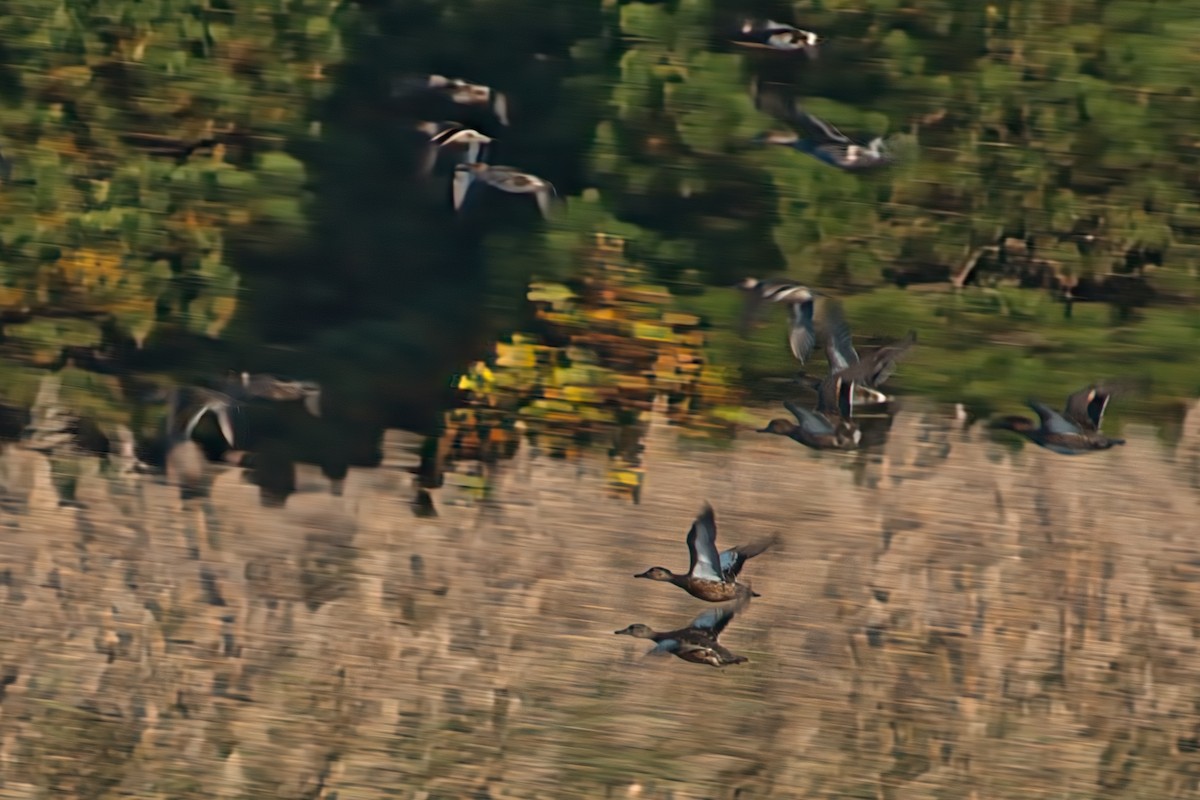 Blue-winged Teal - Rob Kelder